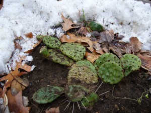 cactus (indigne) opuntia humifusa en hiver Qubec